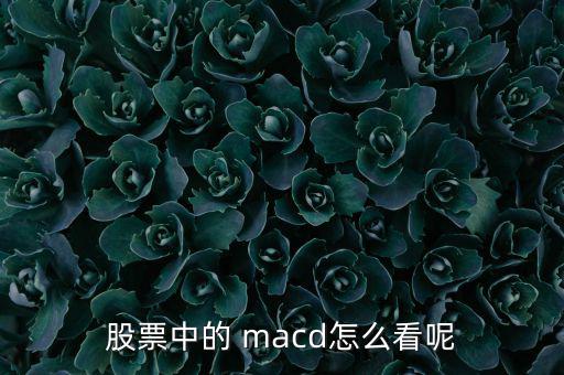 股票中的 macd怎么看呢