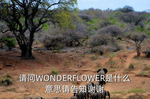 請(qǐng)問(wèn)WONDERFLOWER是什么意思請(qǐng)告知謝謝