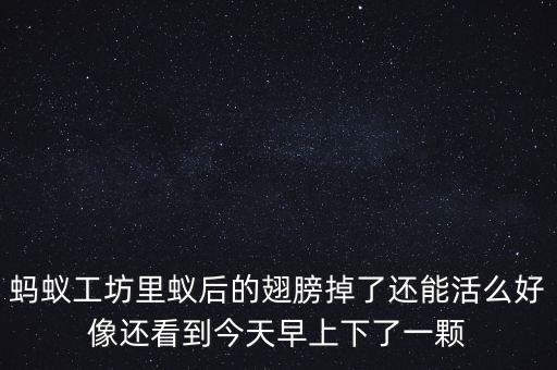 螞蟻工坊里蟻后的翅膀掉了還能活么好像還看到今天早上下了一顆