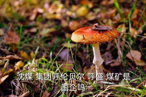  沈煤 集團呼倫貝爾 呼盛 煤礦是國企嗎