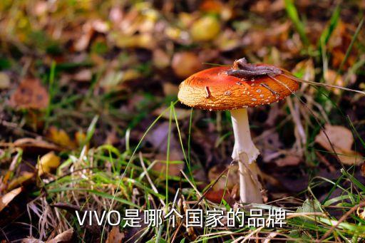 vivo是中國(guó)的嗎,OPPO和vivo是中國(guó)的嗎